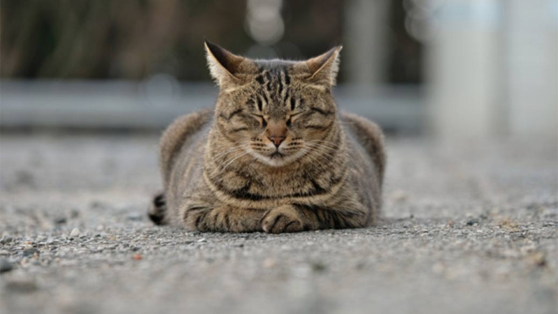 明日からできる 内向的な性格を直して新しい自分になるための5つの方法 すべらないキャリア